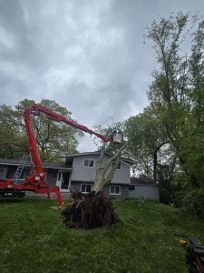 Tree Cutting company in Oakland County Michigan