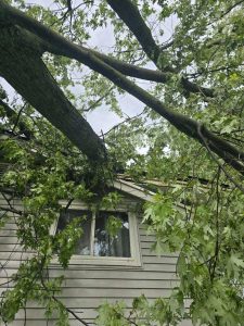 Tree Cutting company in Oakland County Michigan